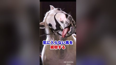 マリキンチャンネルのShorts「ある名馬の話」のサムネイル