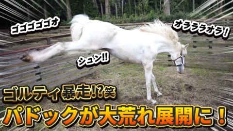 ミニパドックでお馬さんが大暴れ！？ゴルティの血が騒ぎすぎてヤバすぎる！笑