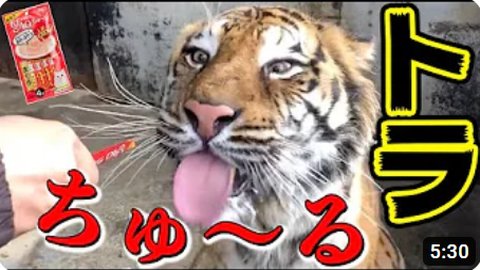 チュールをあげたらトラのヨダレが止まらない