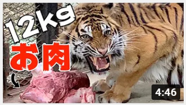 ノースサファリサッポロの動画サムネイル（トラに肉を与える回）